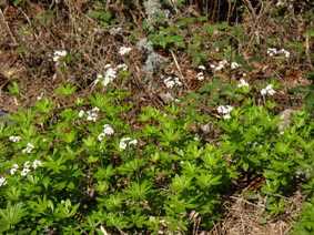 Galium odoratum